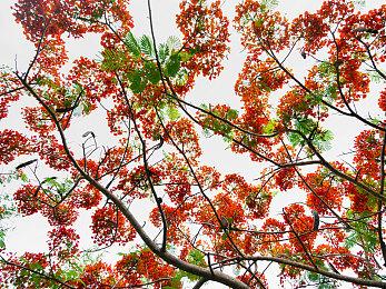 港服NSO新一期试玩同乐会《牧场物语 橄榄镇与希望的大地》免费玩